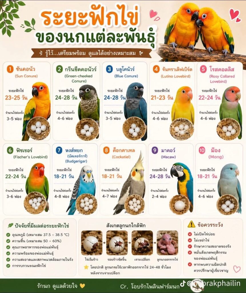 ซันคอนัวร์ ฟักไข่กี่วัน