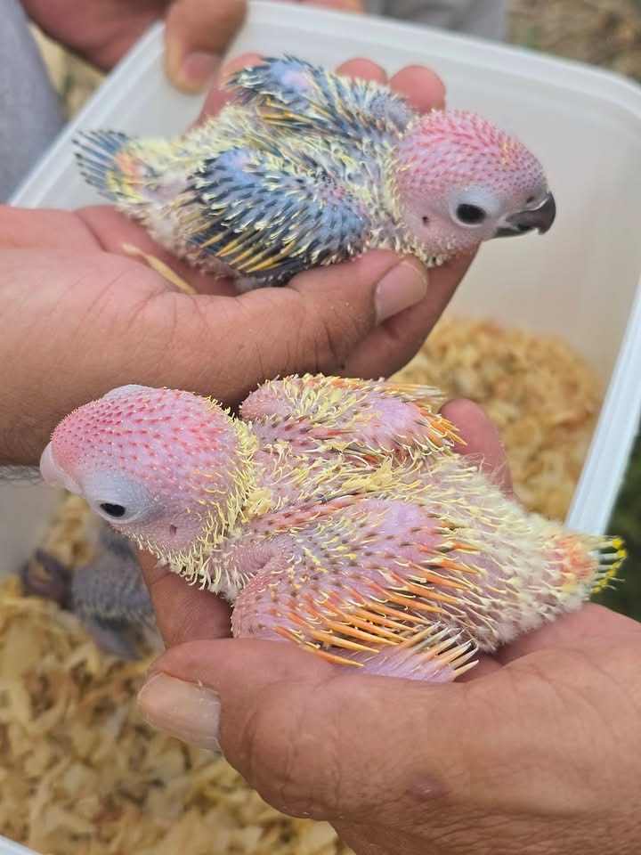 แม่เรดพายไต้หวัน